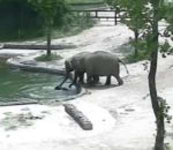 Un couple d'éléphants sauve un éléphanteau de la noyade dans un zoo (Corée du Sud)