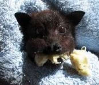 La Chauve Souris Alisha Mange Une Banane Installee Dans Sa Couverture Sur Buzz Insolite Et Culture