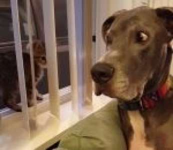 Un chien et un chaton font connaissance