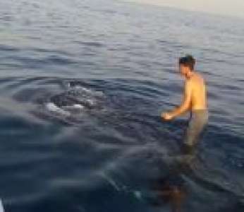 Un pêcheur iranien s'amuse à marcher sur le dos d'un requin-baleine