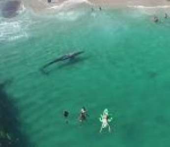 Une baleine grise nage à seulement quelques mètres d'une plage (États-Unis)