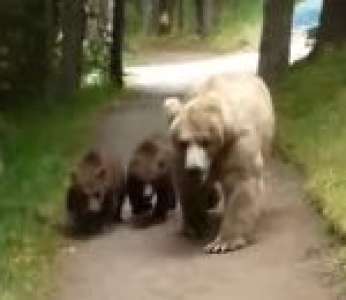 Un homme fait face à une maman grizzly et ses deux petits pendant une randonnée (Alaska)