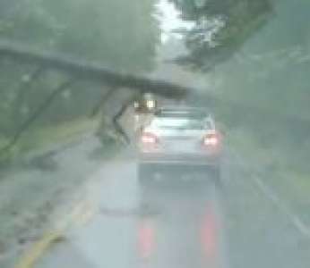 Une automobiliste arrêtée net par un arbre