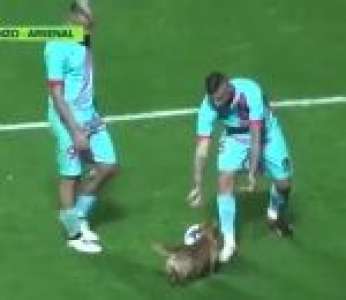 Un petit chien s'invite sur la pelouse d'un match de football (Argentine)