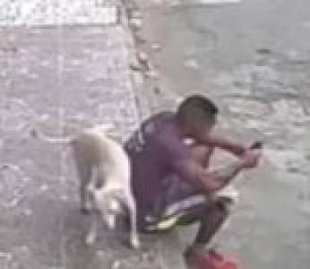 Un homme se fait pisser dessus par un chien dans une rue (Brésil)