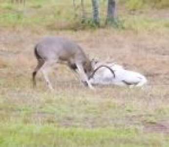 Un bélier charge un cerf qui ne se laisse pas faire