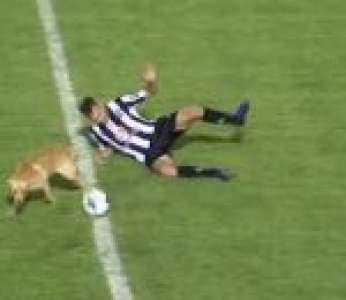 Un chien tacle un joueur de foot par derrière et se fait expulser du terrain