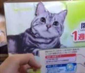 Une photo de chat prend vie sur un carton