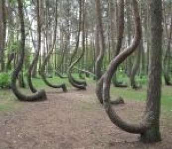À la découverte de la mystérieuse Forêt tordue en Pologne (Une histoire sur Terre)