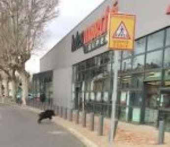 Un sanglier défonce la vitrine d’un magasin Intermarché à Pont-Saint-Esprit (Gard)