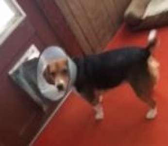 Un chien avec une collerette lance un regard dramatique à sa maîtresse