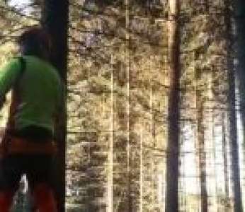 Un bucheron provoque une réaction en chaine en coupant un arbre