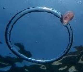 Une méduse est prise dans une bulle d'air en forme d'anneau