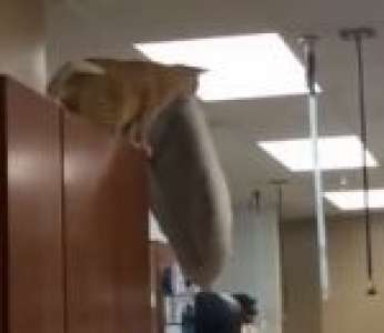 Un chat a la classe en sautant avec son coussin dans la gueule