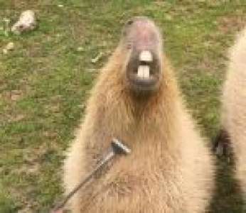 Un capybara aime bien se faire gratter le ventre