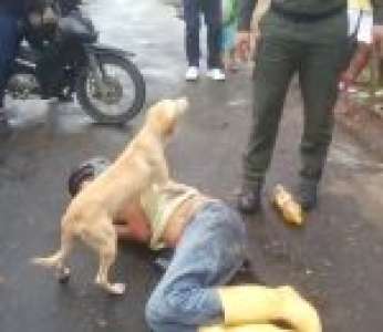 Un chien protège son maître ivre et endormi au milieu d'une rue (Colombie)