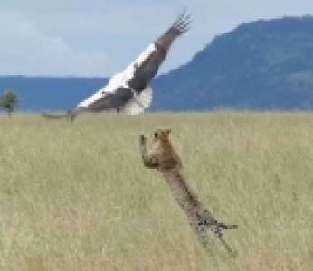 Une cigogne échappe de justesse à l'attaque d'un léopard (Tanzanie)