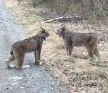 Deux lynx se disputent au bord d'une route forestière (Canada)