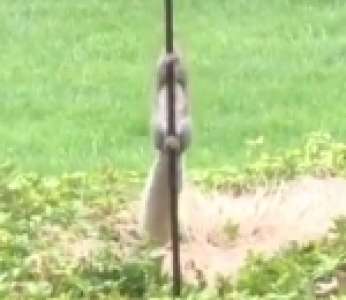 Un écureuil glisse en voulant atteindre une mangeoire à oiseaux