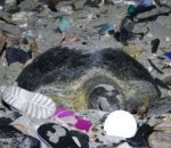 Une tortue verte femelle prépare son nid sur une plage remplie de déchets plastiques