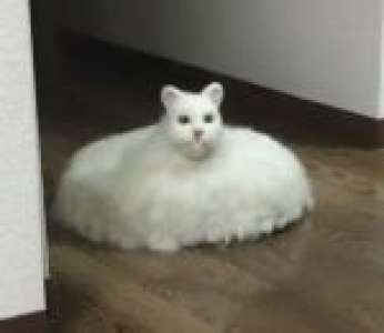 Que Faire De Son Chat Empaille Quand On A Un Aspirateur Roomba Japon Sur Buzz Insolite Et Culture