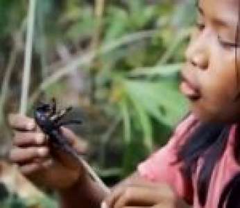 Des enfants de la tribu des Piaroas capturent des mygales pour les manger (Venezuela)