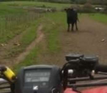 Un taureau charge le quad d'un agriculteur (Nouvelle-Zélande)