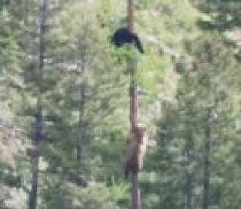 Une femelle ours poursuit un ours mâle dans un arbre pour protéger son petit