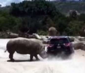 Un rhinocéros attaque une voiture dans un parc safari (Mexique)