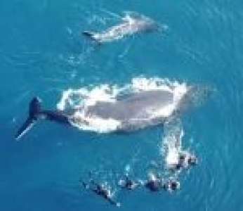 Accompagnée de son baleineau, la baleine Mareva attaque un groupe de baigneurs (La Réunion)