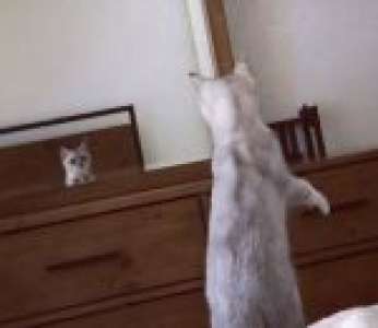 Un chaton découvre ses oreilles en se voyant dans un miroir
