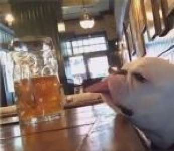 Quand un chien a bu trop de bière dans un bar