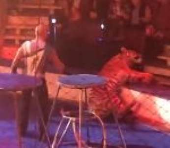 Un tigre perd connaissance en plein show dans un cirque (Russie)