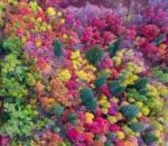 Un drone filme les belles couleurs de l'automne dans le nord de l'Utah