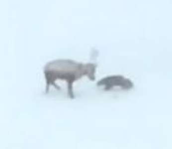 Un glouton attaque un renne pendant une tempête de neige (Norvège)