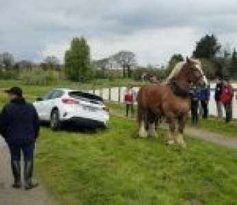 Un cheval de trait dépanne une voiture dans un fossé (Bretagne)