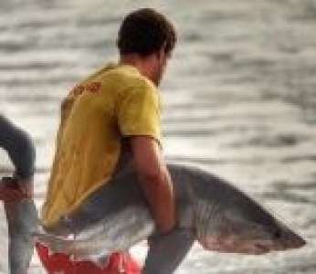 Des Surfeurs Sauvent Un Bebe Grand Requin Blanc Echoue Sur Des Rochers Afrique Du Sud Sur Buzz Insolite Et Culture