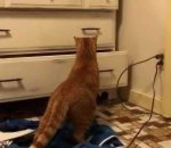 Un chat a repéré quelque chose dans le tiroir de la commode