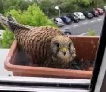 Il nourrit une femelle faucon crécerelle qui a fait son nid sur le rebord de sa fenêtre