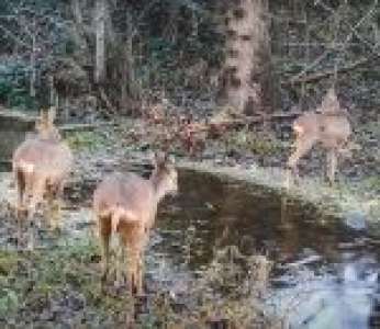 Piège photo : un an d'observation en bord de Loire (42)