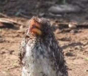 Un guide filme un oiseau prenant un bain de fourmis