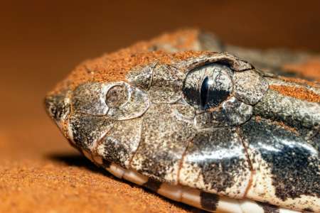 Une jeune fille de 11 ans fait une énorme peur à ses parents après une morsure de serpent