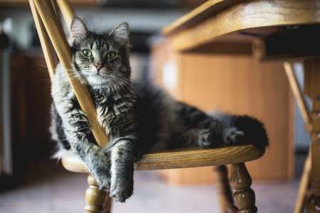 Paris : le chat d'une octogénaire en Ehpad retrouvé mort, l'autopsie est perturbante