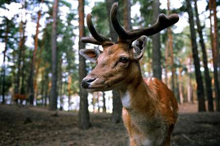 Il boit du sang de cerf pour rester jeune sans se douter qu’il risque de se transformer en 