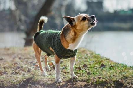 Essonne : un chien prévient les secours après la disparition de son maître dans la Seine
