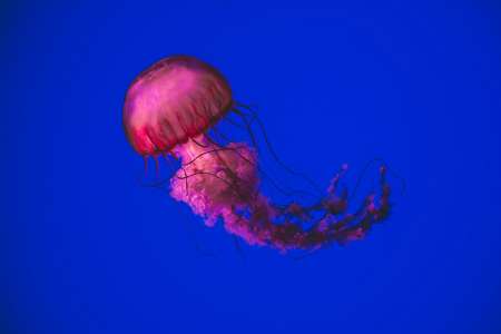 Piqûre de méduse : cette erreur à ne surtout pas commettre si ça vous arrive