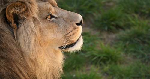 Quel est le meilleur métier pour le Lion ? 