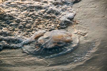 Piqûre de méduse : cette méthode méconnue à adopter de suite pour la soigner
