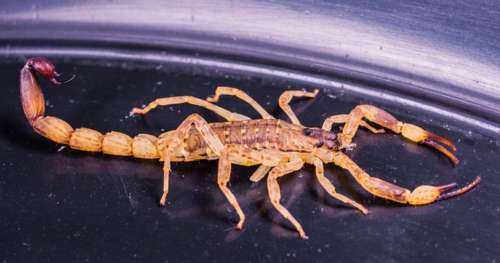 Quel est le pire amant pour une Scorpion en couple ?