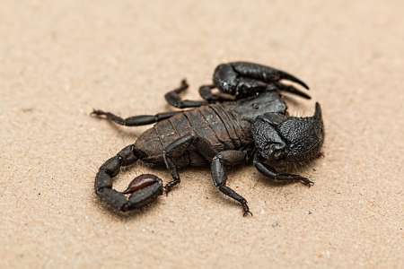 Astrologie : les effets de la rétrograde de Pluton sur le Scorpion